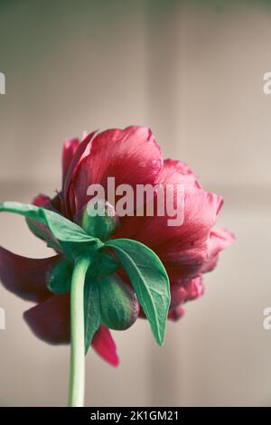 Gros plan, vue arrière d'une fleur de pivoine rouge foncé contre un mur clair. Le concept de la décoloration des fleurs. Photo de haute qualité Banque D'Images