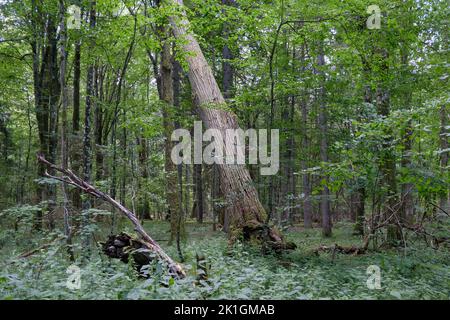 Riche forêt feuillue au printemps avec un linden cassé en premier plan, forêt de Bialowieza, Pologne, Europe Banque D'Images