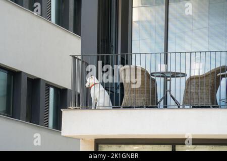 Un chien domestique assis dans un balcon de l'appartement de son propriétaire de la ville, qui a l'air ennuyé. Banque D'Images