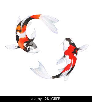 Illustration aquarelle du poisson koi sur fond blanc Banque D'Images