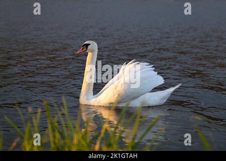 Belle piscine de cygne sur l'étang (Cygnus olor) Banque D'Images