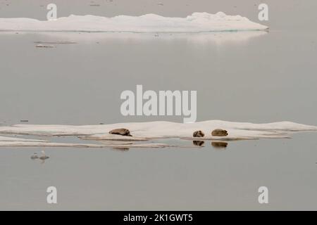 Phoques barbus se reposant sur des flotteurs de glace dans la mer de Beaufort, Nunavut, Canada. Banque D'Images