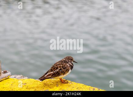 Un jeune turnstone (Arenaria interprés) dans un plumage non reproducteur, un petit oiseau à gué de la famille des sandpiper, vu sur la côte de Cornwall Banque D'Images