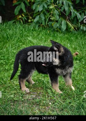 Chiot Berger allemand debout sur l'herbe verte, regardant en arrière avec curiosité ludique dans un cadre naturel de jardin extérieur. Banque D'Images