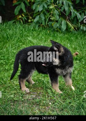 Portrait d'un chiot Berger allemand regardant en arrière et en collant sa langue Banque D'Images