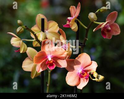 Fleurs rouges tachetées d'un hybride Phalaenopsis tendre, orchidée de papillon Banque D'Images