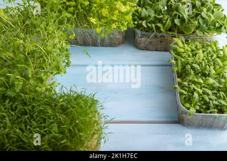 Ensemble de boîtes avec des pousses microvertes d'épinards, de carottes, de chrysanthème, de bourrache, de mizuna chou sur fond de bois bleu. Vue latérale, espace de copie. Banque D'Images