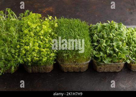 Ensemble de boîtes avec des pousses microvertes d'épinards, de carottes, de chrysanthème, de bourrache, de mizuna chou sur fond de béton noir. Vue latérale, espace de copie. Banque D'Images