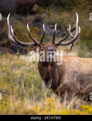 Le wapiti de taureau (cervus canadensis) bue pendant la saison de reproduction de l'automne, parc national des Rocheuses, Colorado, États-Unis Banque D'Images