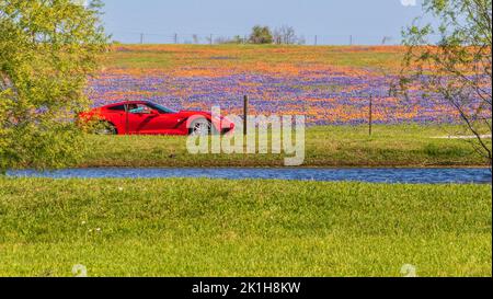 Champs de fleurs sauvages du Texas en avril près de Whitehall, Texas. Banque D'Images