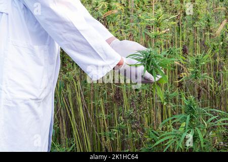 Agronome en manteau blanc, avec les mains en gants blancs tenant la fleur de chanvre CBD de plante dans la plantation, gros plan Banque D'Images