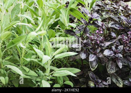 Plantes de sauge et de basilic poussant dans le jardin d'herbes Banque D'Images