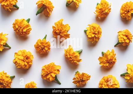 Fleurs Marigold motif sur fond blanc, décoration de vacances, orange marigolds plat lay Banque D'Images