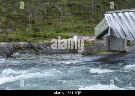 Paysages merveilleux en Norvège. Vestland. Magnifique paysage de la cascade de Likholefossen et de la rivière Eldalselva Gaula. Montagne, arbres et moutons à l'arrière Banque D'Images