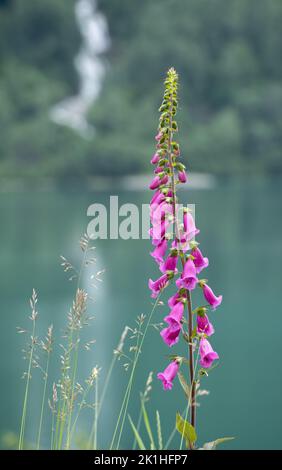 Paysages merveilleux en Norvège. Fleurs lupin colorées en Norvège dans l'herbe sauvage. Arrière-plan flou. Été jour nuageux. Mise au point sélective Banque D'Images