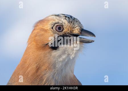 portrait d'un oiseau de jay en gros plan sur fond de neige bleue Banque D'Images