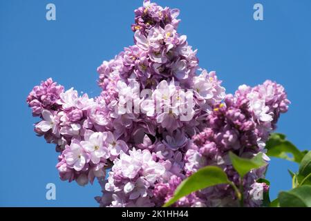 Belle, lavande, couleur, syringa lilas, parfumé, Fleur, floraison, Syringa vulgaris Krasavitsa Moskvy Banque D'Images