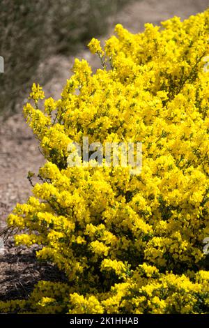 Masse, jardin, arbuste, Cytisus, balai Scotch, Balai prostrate, balai de printemps à fleurs jaunes Cytisus décumbens Banque D'Images