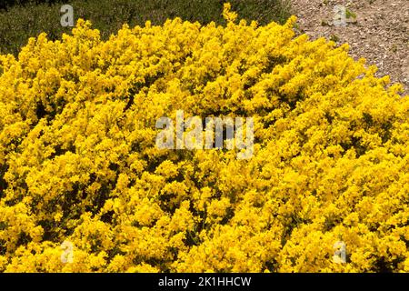 Jaune, plante de couverture de sol, Cytisus décumbens Prostrate Broom plante de couverture de sol Banque D'Images