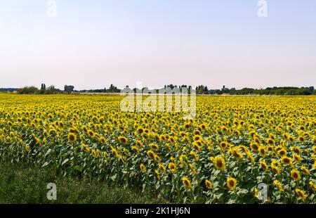 Espagne - Sunflower Field près de Carrión de los Condes Banque D'Images