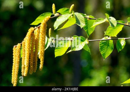 Betula lenta, bouleau noir, Betula, bouleau, bouleau doux, Printemps, feuilles, chatons de bouleau Banque D'Images