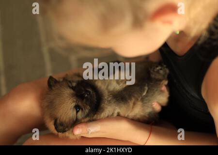 Petit chiot entre les mains bienveillante Banque D'Images