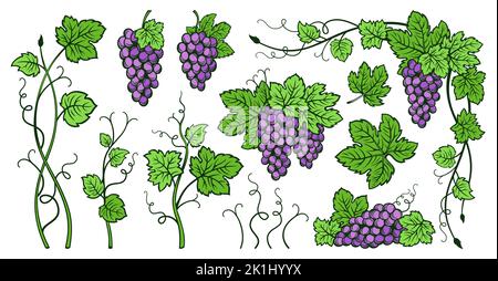 Grappes de raisin vigne et feuilles ensemble vintage. Esquisse encre dessin main de raisins de vin. Gravure antique de baies. Croquis pour emballage de vin, étiquette, modèle, menu, carte d'invitation, affiche, couverture Illustration de Vecteur