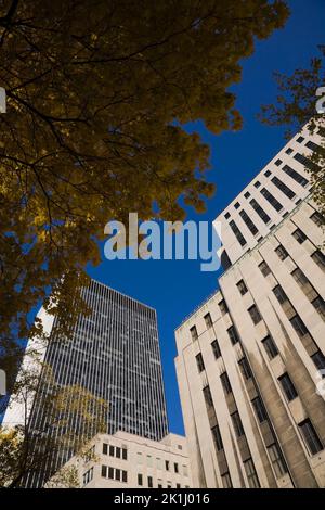 Gratte-ciel modernes et anciens à travers des branches d'arbres en automne, Québec, Canada. Banque D'Images