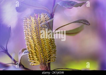 Fleurs de banksia (Banksia sp.). Banque D'Images