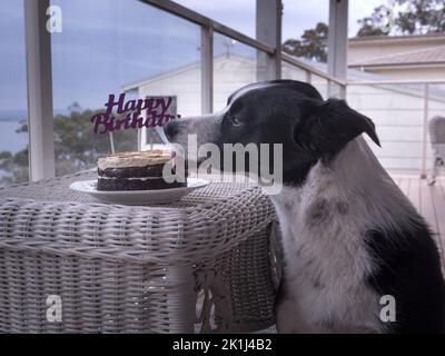 Border collie (Canis familiaris) léchant un gâteau d'anniversaire sur une table extérieure en osier. Banque D'Images
