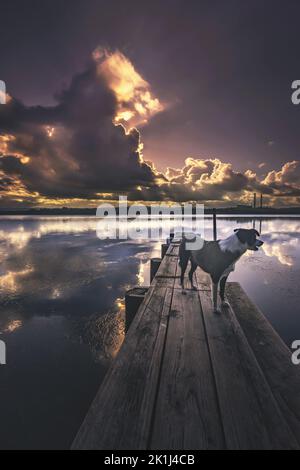 Border collie (Canis familiaris) sur une jetée peu de temps après le coucher du soleil. Banque D'Images