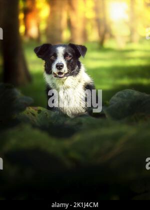 Border collie (Canis familiaris) assis dans la forêt, panting. Banque D'Images