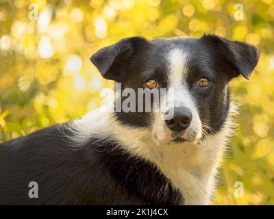 Border collie (Canis familiaris), assis haut dans la forêt, panting. Banque D'Images