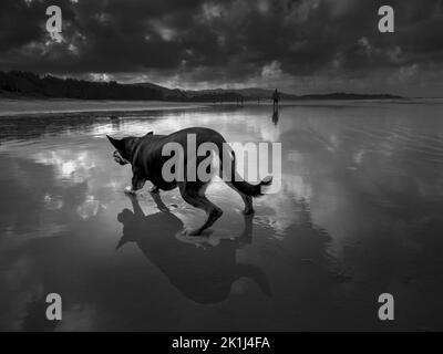 Kelpie (Canis familiaris) à une plage jouant avec un ballon. Banque D'Images