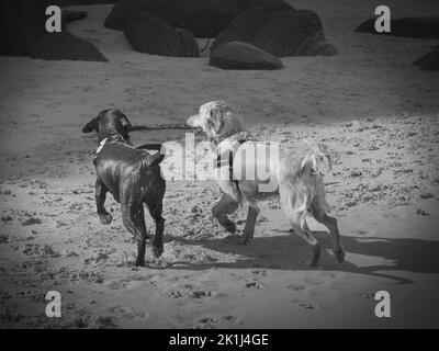 Deux chiens labrador (Canis familiaris) à une plage, partageant un bâton. Banque D'Images