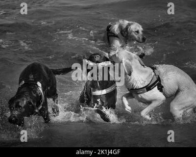 Labradors (Canis familiaris) quatre larking dans la mer, une baignade, une tenue d'un bâton, un saut, une course. Banque D'Images