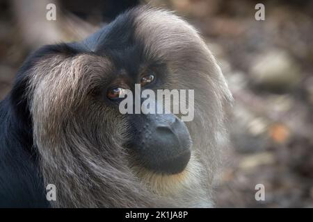 Portrait of a lion-tailed macaque with black fur and silver mane. Stock Photo
