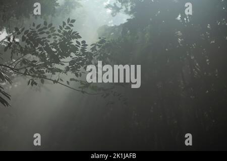 Le soleil traverse les arbres de la forêt. Matin brumeux dans les bois. Motif naturel des arrière-plans de la nature. Texture de fond pour la vie et spirituelle. Banque D'Images