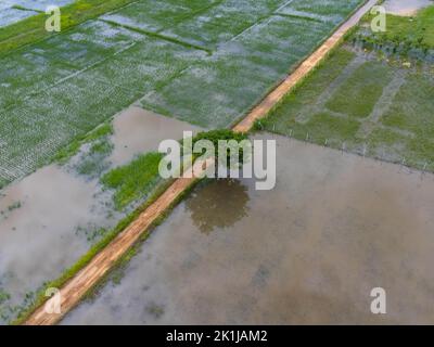 Vue aérienne des rizières ou des zones agricoles touchées par les inondations de la saison des pluies. Vue de dessus d'une rivière débordant après de fortes pluies et des inondations de l'agr Banque D'Images