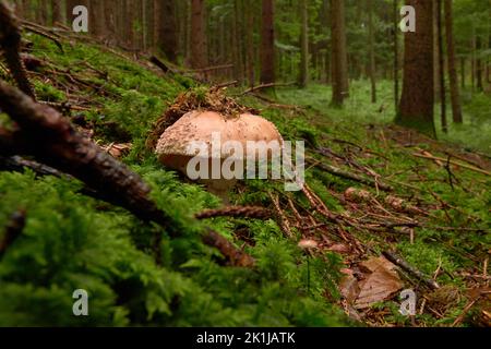 Champignon de brousse (Amanita) sur le plancher de la forêt Banque D'Images