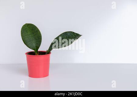 Plante de serpent d'ailerons de baleine dans un pot rose Banque D'Images