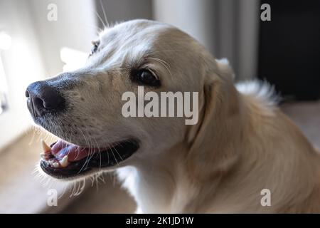 Chien labrador gros plan à l'intérieur de la maison. Banque D'Images