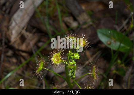 Les insectes se préparent à une mort collante! Les Sunderws d'oreille (Drosera Auriculata) sont prêts à accueillir de nombreux insectes pour les nourrir au fur et à mesure que le temps du printemps se réchauffe. Banque D'Images