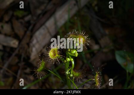 Les insectes se préparent à une mort collante! Les Sunderws d'oreille (Drosera Auriculata) sont prêts à accueillir de nombreux insectes pour les nourrir au fur et à mesure que le temps du printemps se réchauffe. Banque D'Images