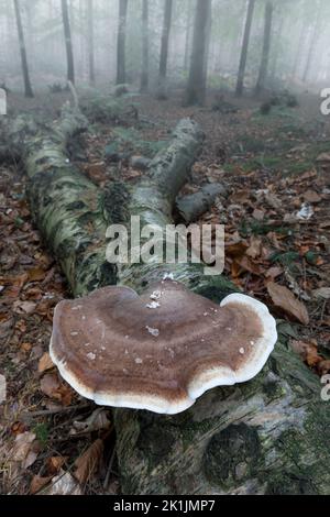 Birch Polypore, Piptoporus betulinus, support mature poussant sur le bouleau argenté, Norfolk, octobre Banque D'Images