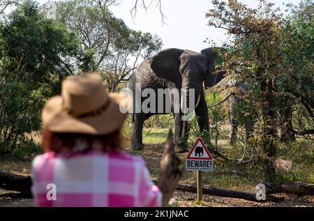 Mpumalanga, Afrique du Sud. 17th septembre 2022. Les éléphants marchent près d'un touriste au parc national Kruger, Mpumalanga, Afrique du Sud, 17 septembre 2022. Le parc national Kruger est l'une des plus grandes réserves de gibier d'Afrique. Couvrant une superficie de 19 485 kilomètres carrés dans le nord-est de l'Afrique du Sud, le parc abrite un nombre impressionnant d'espèces. Credit: Zhang Yudong/Xinhua/Alay Live News Banque D'Images