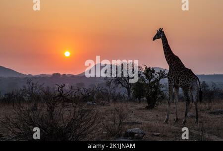 Mpumalanga, Afrique du Sud. 17th septembre 2022. Une girafe marche au parc national Kruger, Mpumalanga, Afrique du Sud, 17 septembre 2022. Le parc national Kruger est l'une des plus grandes réserves de gibier d'Afrique. Couvrant une superficie de 19 485 kilomètres carrés dans le nord-est de l'Afrique du Sud, le parc abrite un nombre impressionnant d'espèces. Credit: Zhang Yudong/Xinhua/Alay Live News Banque D'Images