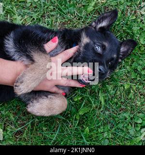 Chiot berger allemand couché sur l'herbe verte et mordant ludique la main d'une personne. Portrait de jeune chien mignon dans un cadre extérieur naturel, montrant ludique Banque D'Images