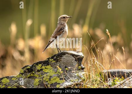 Steinschmätzer, Oenanthe oenanthe, Fliegenschnäpper, Schnäpper, Muscicapidae, Vogel, Tier, Natur, Schweiz *** Légende locale *** Oenanthe oenanthe,Mus Banque D'Images