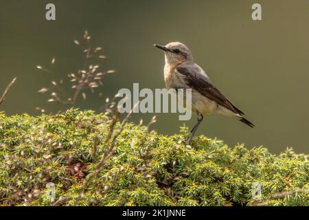 Steinschmätzer, Oenanthe oenanthe, Fliegenschnäpper, Schnäpper, Muscicapidae, Vogel, Tier, Natur, Schweiz *** Légende locale *** Oenanthe oenanthe,Mus Banque D'Images